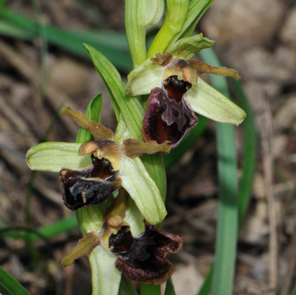 Ophrys massiliensis